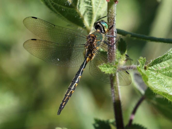 Somatochlora flavomaculata (Yellow-spotted Emerald) male 3.JPG